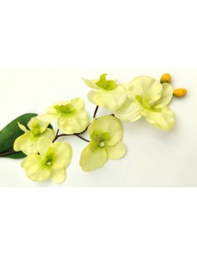 Selyem orchidea ág