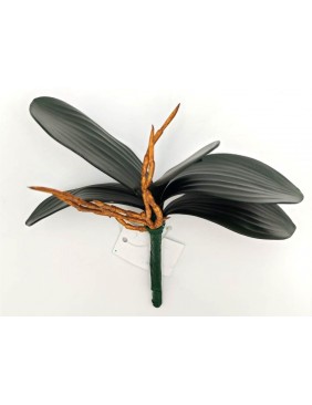 Sötétzöld orchidea levél