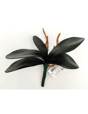 Sötétzöld orchidea levél