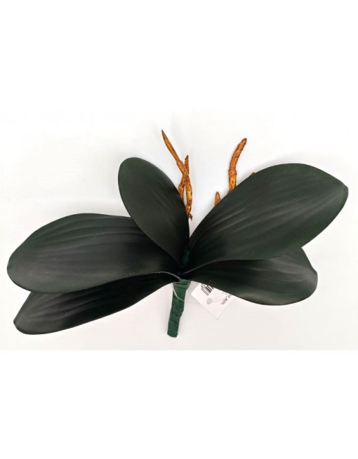 Sötétzöld orchidea levél