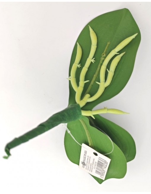 Orchidea levél gyökérrel