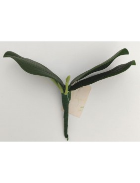 Orchidea levél gyökérrel