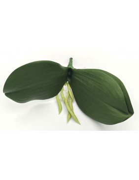 Orchidea levél gyökérrel