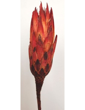 Narancs protea, 1 db