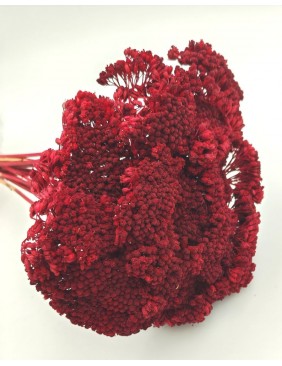 Achillea, nagy csomag