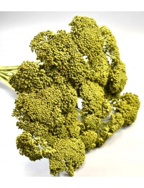 Achillea, nagy csomag