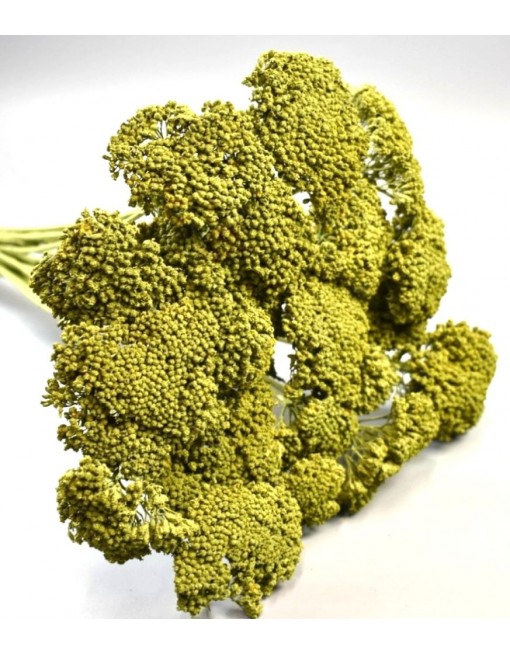 Achillea, nagy csomag