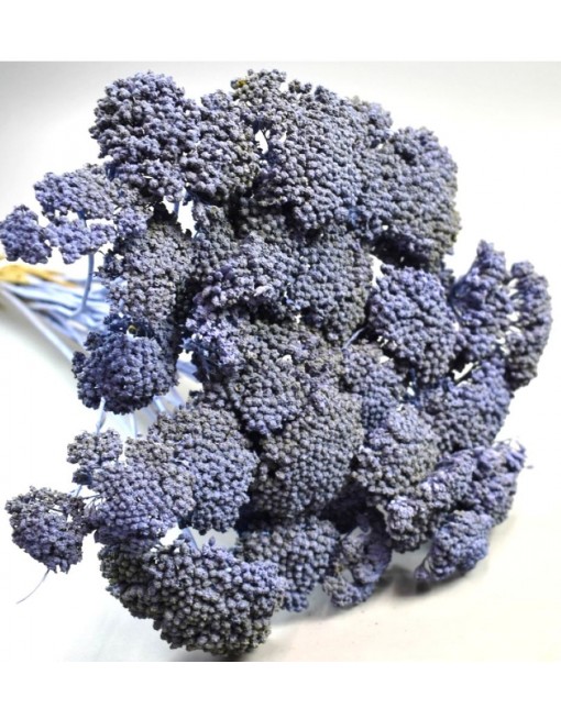 Achillea, nagy csomag