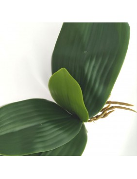 Orchidea levél, nagy