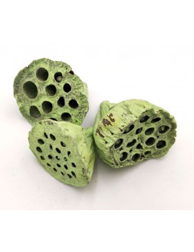 Lotus, 4-6 cm - nagy csomag