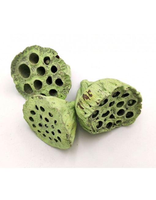 Lotus, 4-6 cm - nagy csomag