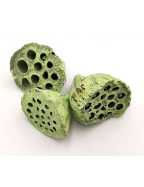 Lotus, 4-6 cm - kis csomag