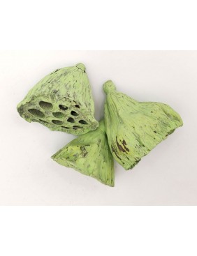 Lotus, 4-6 cm - kis csomag