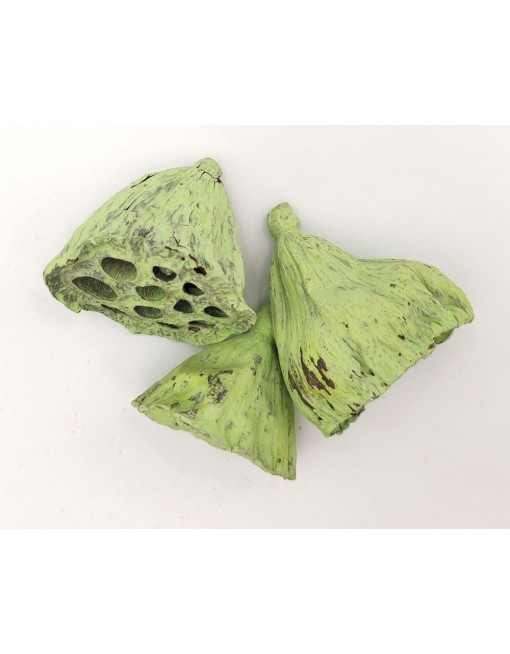 Lotus, 4-6 cm - kis csomag