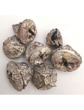 Eukalyptus gomb, nagy csomag