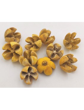 Tulipán termés, nagy csomag