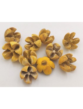Tulipán termés, kis csomag
