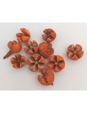 Tulipán termés, kis csomag