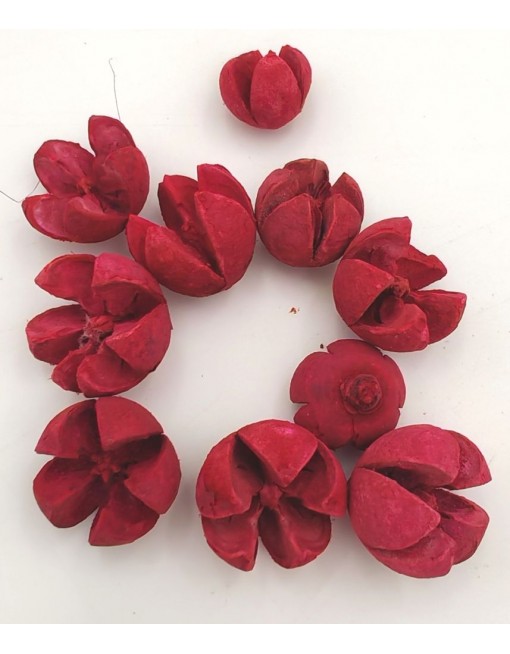 Tulipán termés, kis csomag