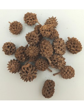 Casuarina, kis csomag