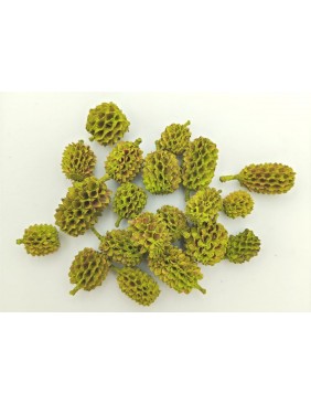 Casuarina, kis csomag 2