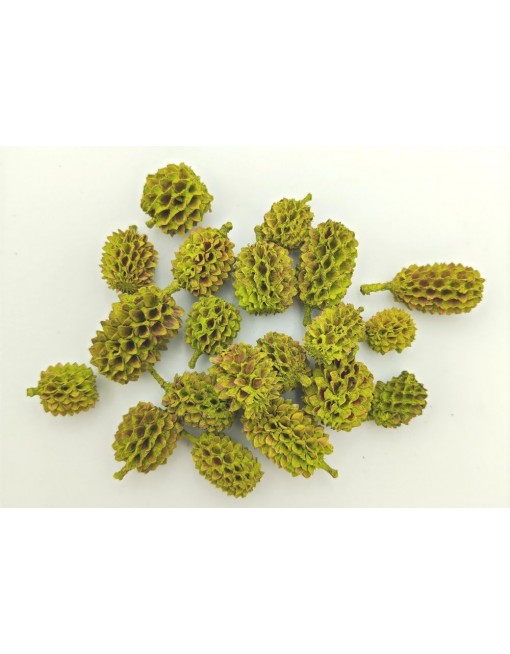 Casuarina, kis csomag 2
