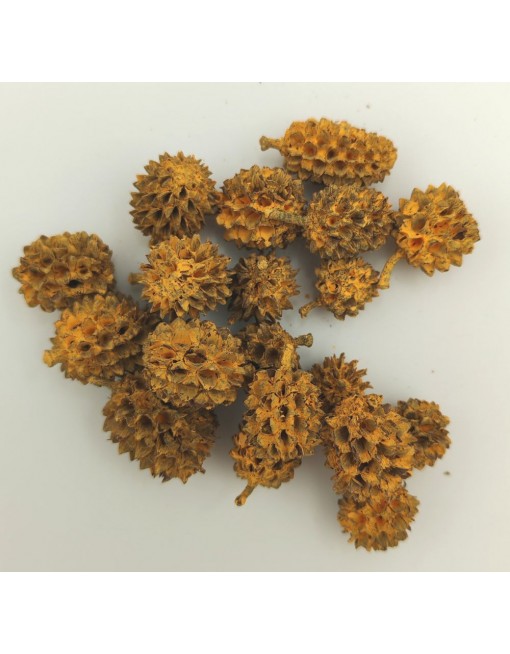 Casuarina, kis csomag 2