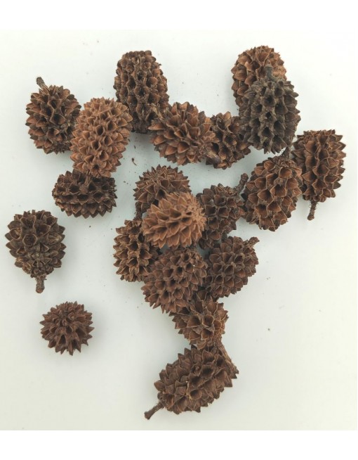 Casuarina, kis csomag 2