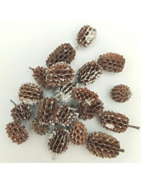 Casuarina, kis csomag 2