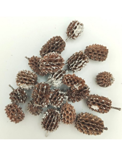 Casuarina, kis csomag 2