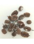 Casuarina, kis csomag 2