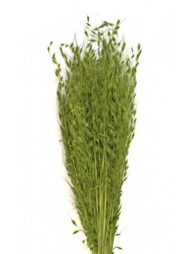 Borzas fű