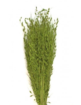 Borzas fű