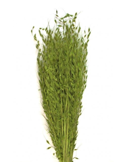 Borzas fű