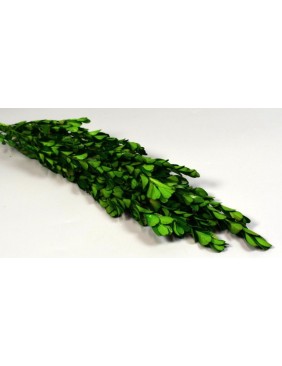 Buxus - tartósított, oliva