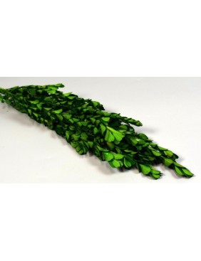 Buxus - tartósított, oliva