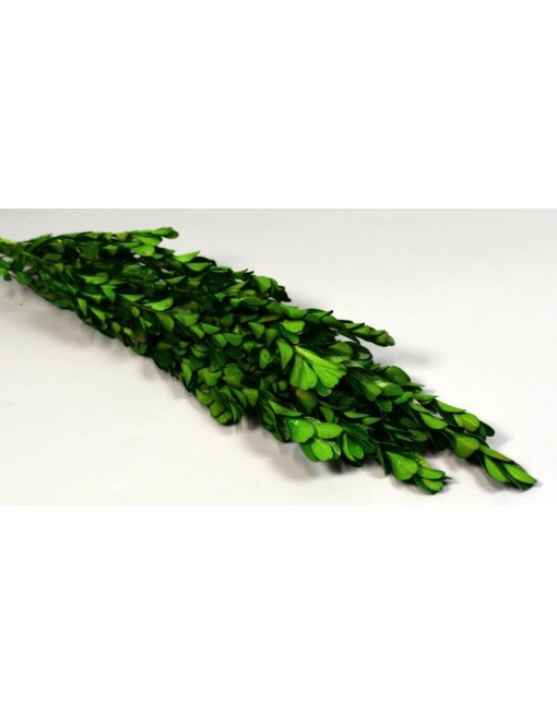 Buxus - tartósított, oliva