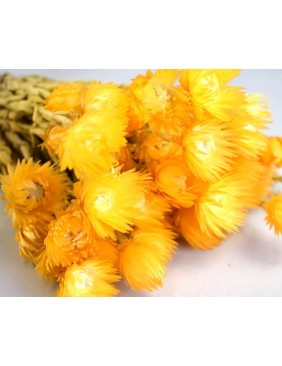 Capblume csokor