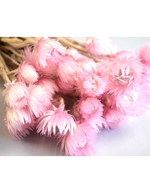 Capblume csokor