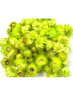 Capblume fej