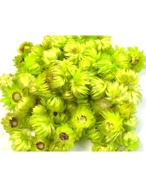 Capblume fej