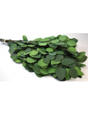 Eukalyptus, kerek levelű