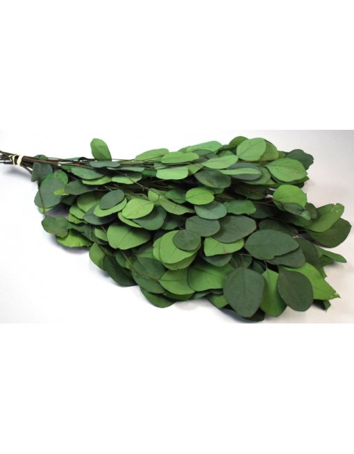 Eukalyptus, kerek levelű