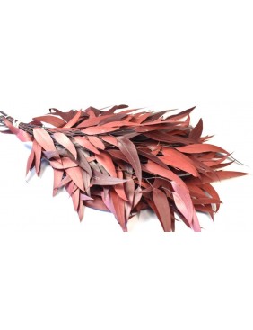 Eukalyptus, lándzsa levelű
