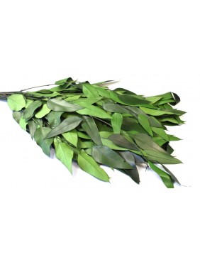 Eukalyptus, lándzsa levelű