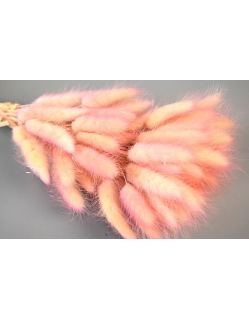 Lagurus, ombre