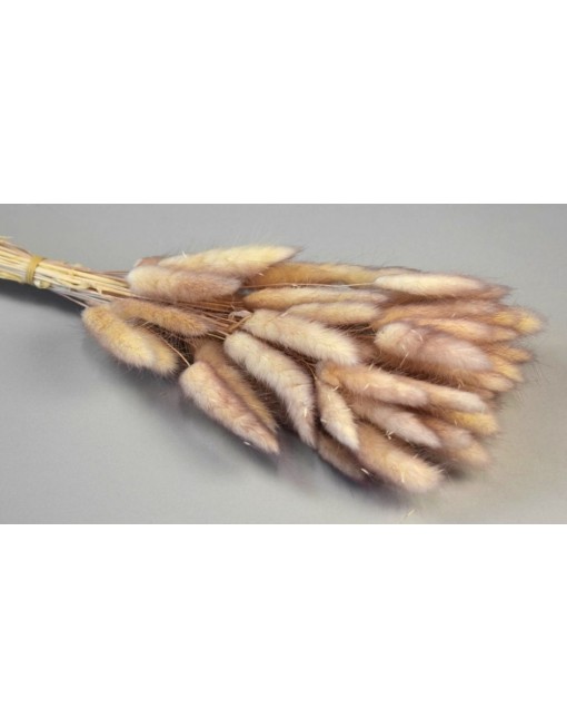 Lagurus, ombre