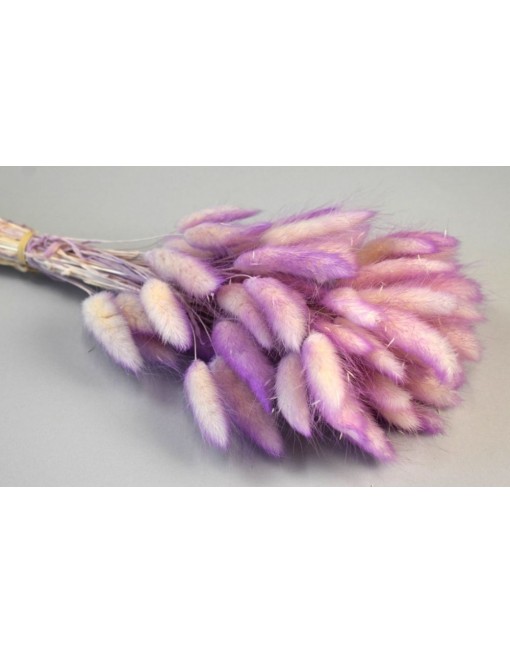 Lagurus, ombre