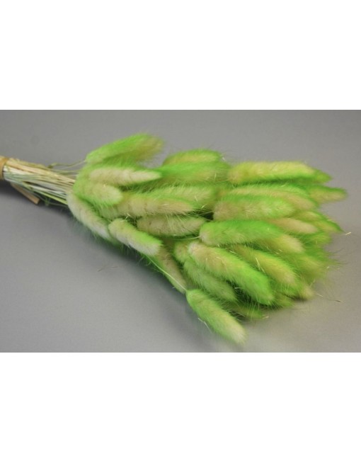 Lagurus, ombre