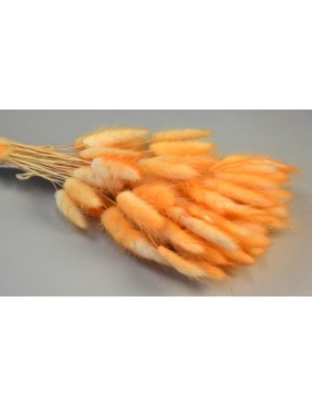 Lagurus, ombre